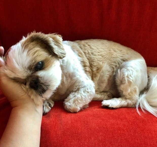 飼い主さんに甘える様子のちび太くん　「いろいろな表情を見せてくれるコです」と飼い主さんが