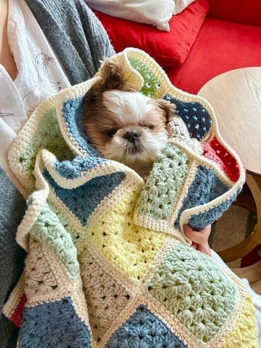 「ブランケットに包まれ寝る姿がかわいらしく撮影した1枚」なのだとか