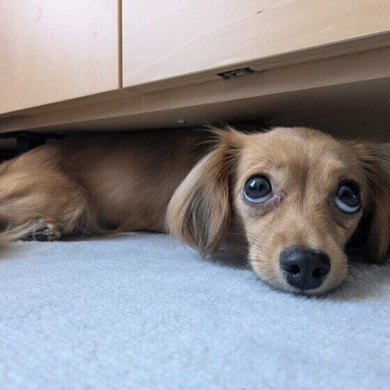 家具の下に潜る小型Mix犬