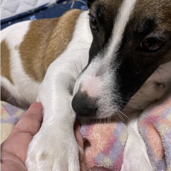 オテをするジャック・ラッセル・テリア