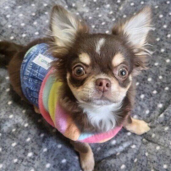 じっと見つめてくるチワワ