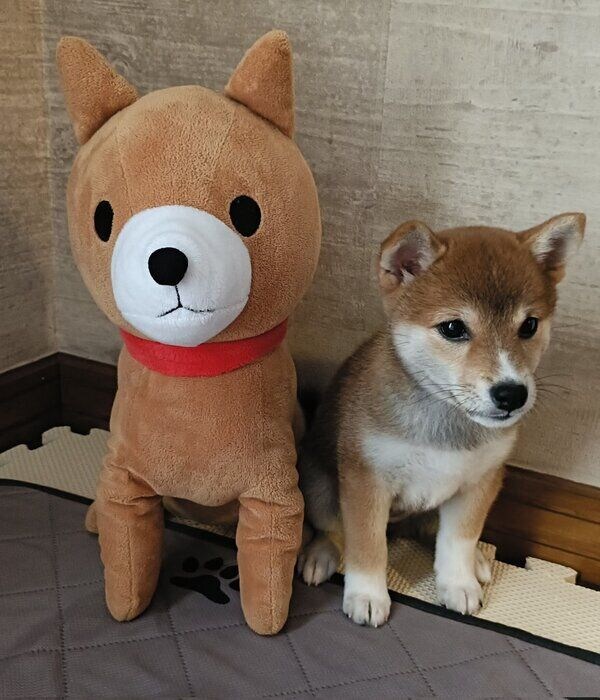 生後3カ月の柴犬