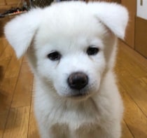 「垂れ耳&ふわころ」な見た目で、ぬいぐるみのようだった子犬　5年後、表情豊かなおとなの秋田犬へと成長！