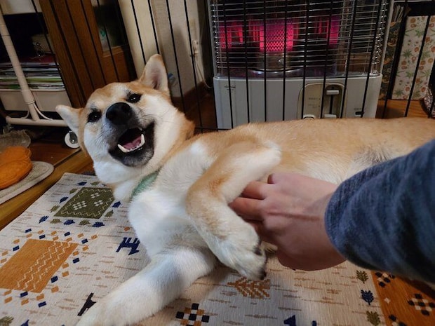 寝転がる竜太くん