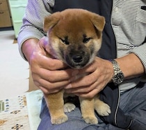 小さくてコロコロしていた柴の子犬→1年後にはたくましい姿に！　成長ぶりにほっこり