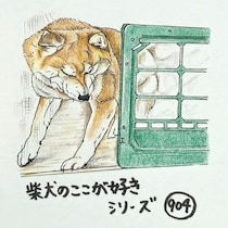 柴犬あるある、テンションMAXで激突しても本人は平然なとこ｜連載「ここ掘れここ柴」vol.305