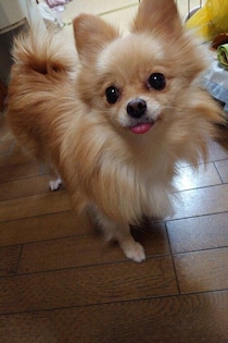 ”ニコニコスマイル”が魅力的な元保護犬のポメラニアン！飼い主さんの帰宅を大はしゃぎで出迎える姿にほっこり