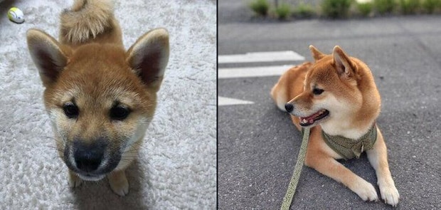 もなかくんの成長ビフォーアフター