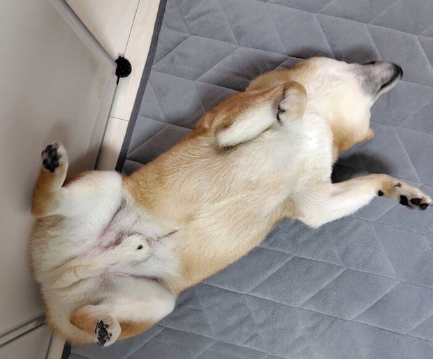 ヘソ天するもなかくん