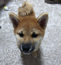 口周りが黒くて「泥棒ひげ」だった柴の子犬　4才の現在、まるで“別犬”のような姿に驚く！