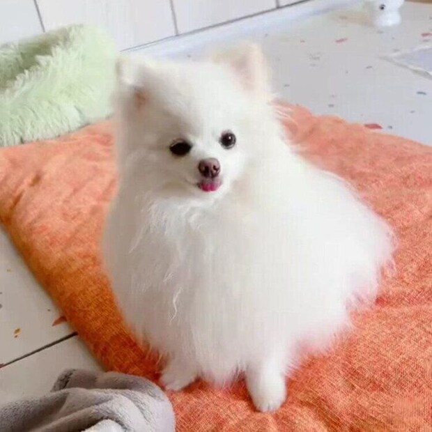 ポメラニアンの太郎くん