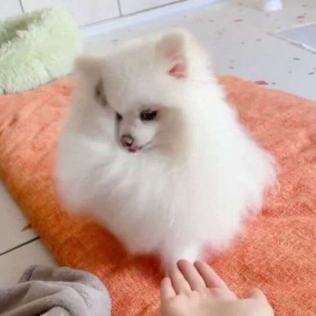 振りかぶるように右前足をあげる太郎くん