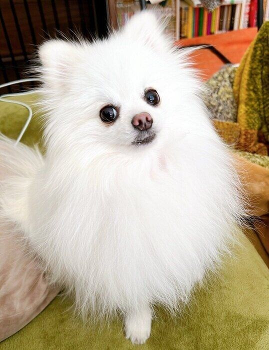 飼い主さんを見つめる太郎くん