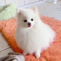 「勢いがすごい！？」高速でオテをするポメラニアン　必死すぎる様子がかわいすぎる！