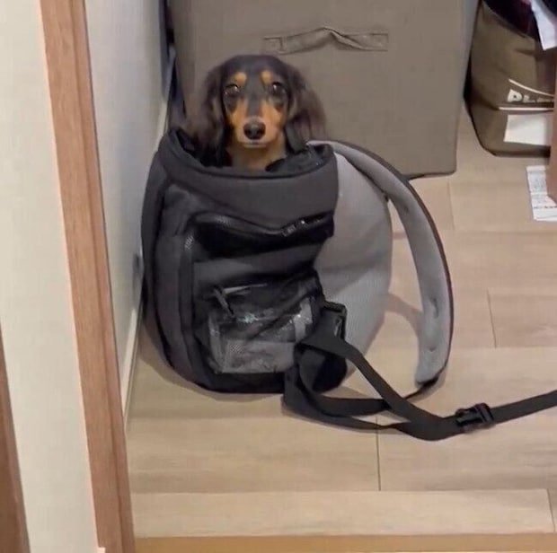 キャリーバッグから飼い主さんを見つめるこうくん