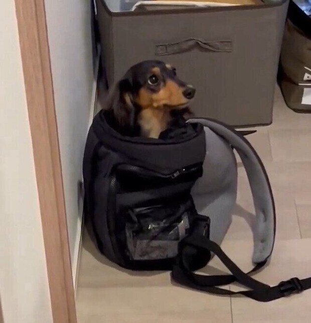 キャリーバッグに入るこうくん