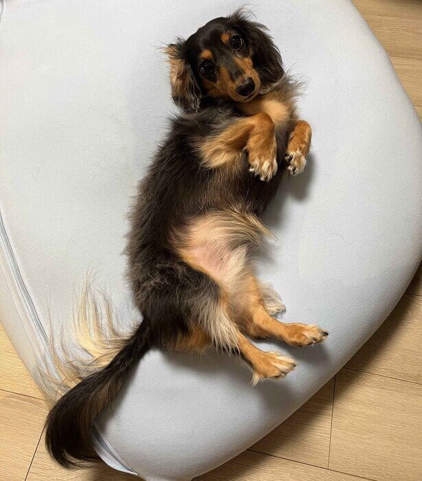 ソファに寝転がるこうくん