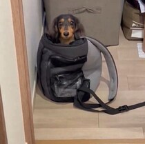 「自分も出かける気満々」でキャリーバッグに入る→勘違いした愛犬のかわいい行動の理由を獣医師に聞いた