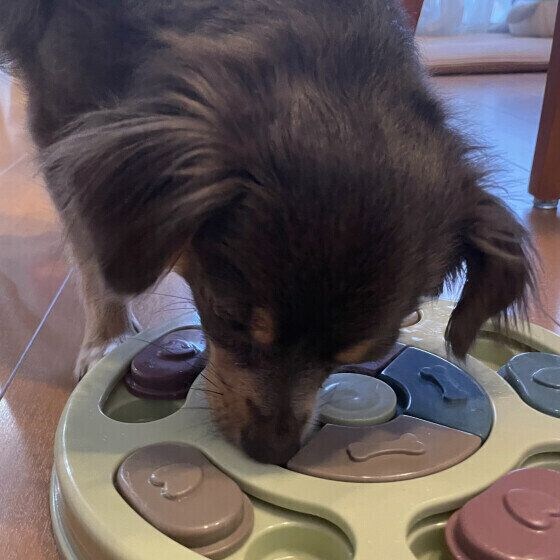 ノーズワークのおもちゃで遊ぶ福くん