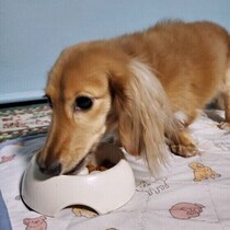 早食いやフードアグレッシブは犬の本能が関係していた！　対処方法を専門家が解説