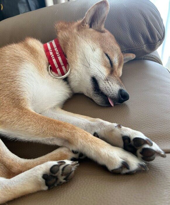 1才6カ月のころに撮影した小雪ちゃん