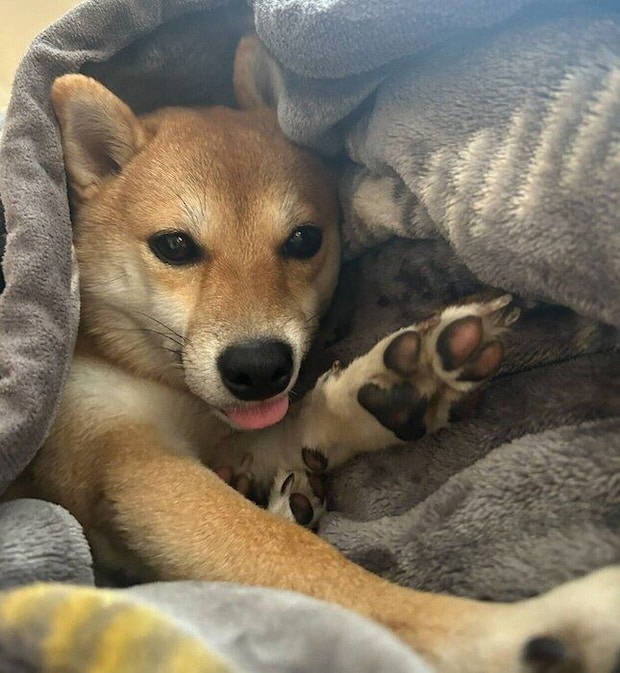 まったりする小雪ちゃん