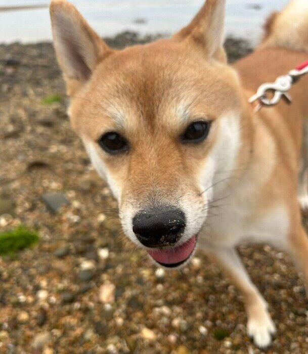 たくさん遊んで満足そうな小雪ちゃん