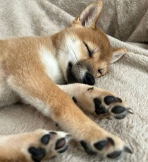 無防備に眠る柴の子犬→1年後、成長しても寝姿はそのまま！　“野生を忘れた姿”が愛おしい