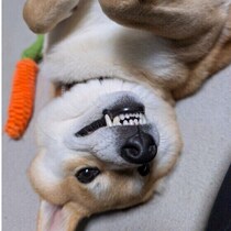 犬の歯は白いほうが健康？　「犬の歯」クイズでわかるケアの大切さをチェック！