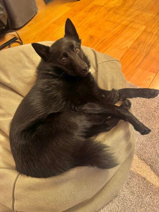 くつろいでいるスキッパーキ