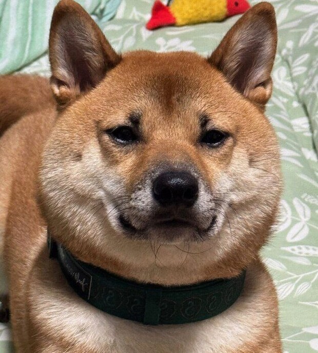 1才10カ月のころに撮影したこてつくん