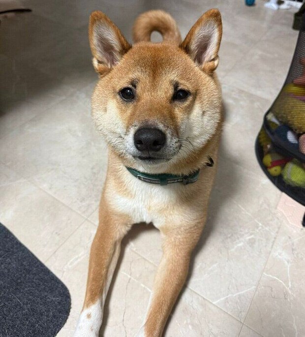 見つめるこてつくん