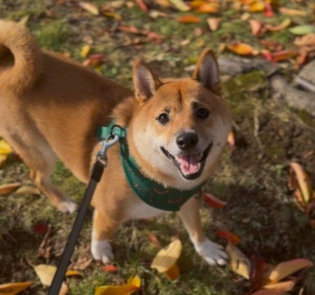 散歩中に笑顔を見せるこてつくん