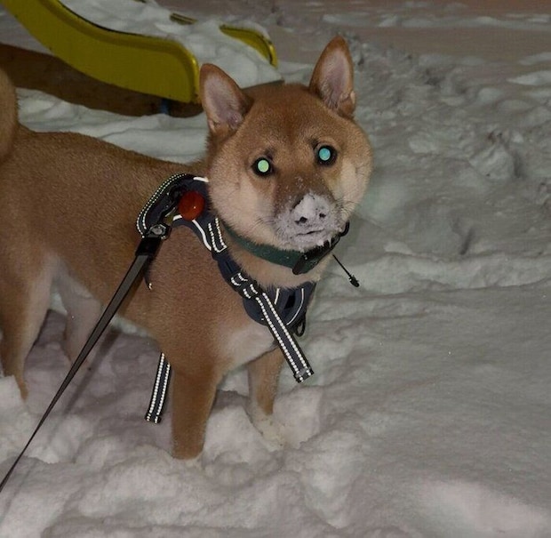 雪の中を散歩するこてつくん
