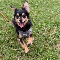 気づかずに飼い主さんがやってしまっていることも！犬がイヤな「やりがちお世話」4つ