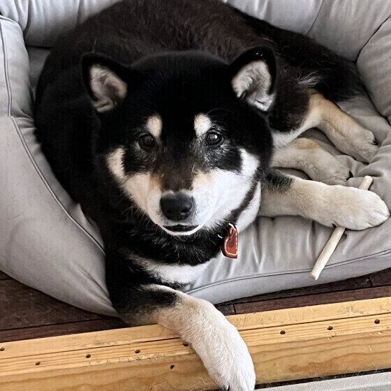 歯みがきガムを持つ柴犬