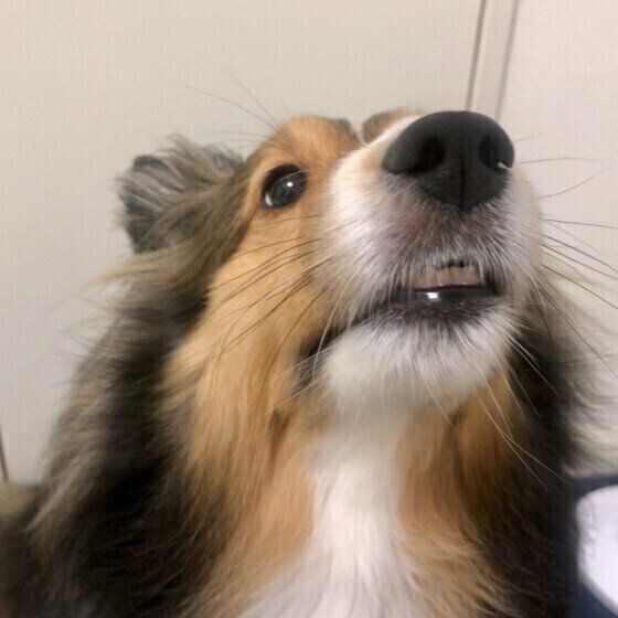 チラ見えしてる歯がチャームポイントのシェットランド・シープドッグ