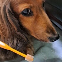 犬の歯みがき、1回の目安時間は？　歯みがきが苦手なコのためのサポート方法も解説