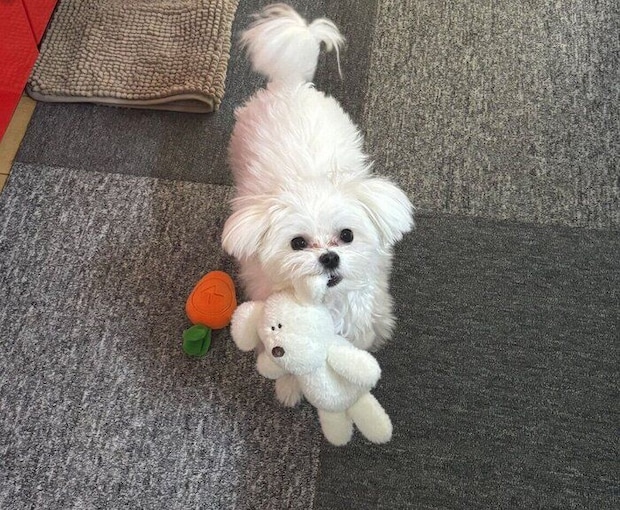 おもちゃをくわえるペシュちゃん