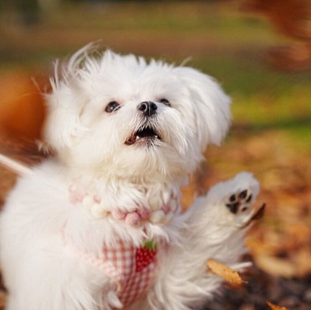 落ち葉と戯れるペシュちゃん