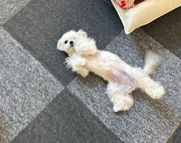 寝転がるペシュちゃん