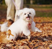 “落ち葉のじゅうたん”で大はしゃぎするマルチーズ　無邪気に戯れる姿がかわいすぎる！