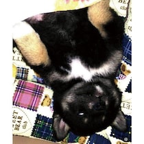 白目をむいて“ヘソ天”で寝る柴の子犬に家族が大騒ぎ！　11才になっても変わらない姿にほっこり