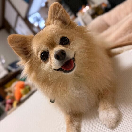 笑顔のミックス犬
