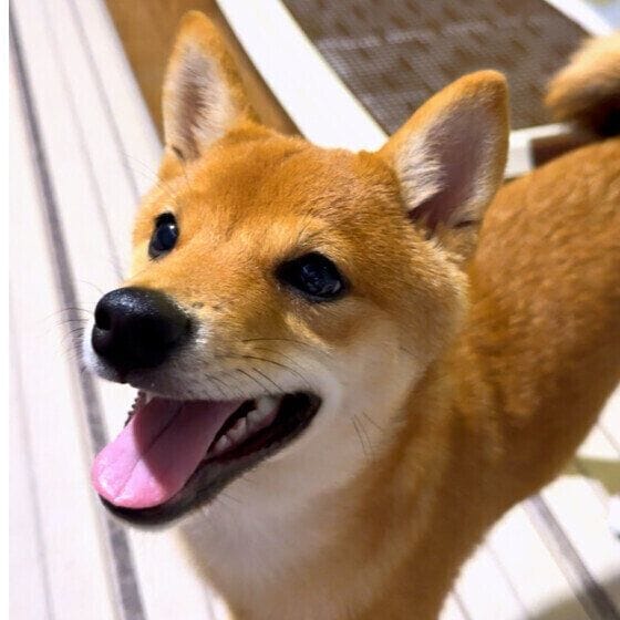 歯がもうすぐ生え変わる柴犬