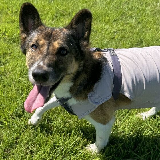 ドッグランを楽しむ犬