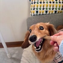 大型犬と小型犬、歯周病になりやすいのはどっち？　犬の歯磨きの大切さをクイズでチェック！