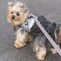 犬がイヤなお世話とは　よかれと思ってしたことが愛犬にとっては迷惑に！？