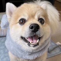 良質なコミュニケーションが愛犬の心を健やかに！　“健康長寿”のために大切にしたい愛犬との関わり方を解説