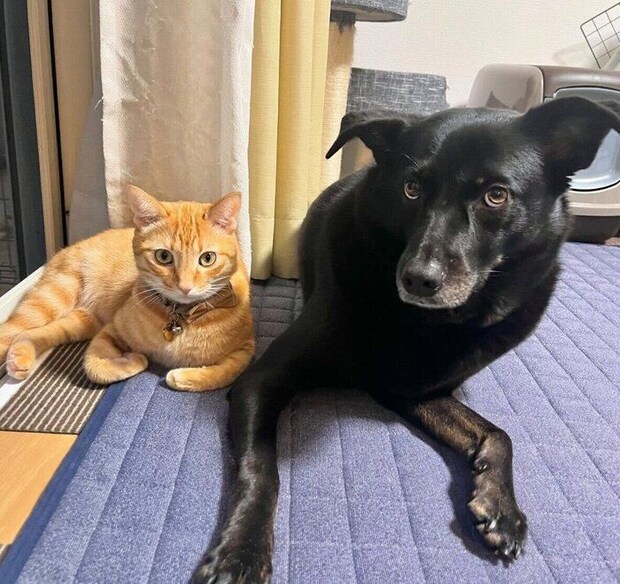 まったりするはなちゃん、虎吉くん